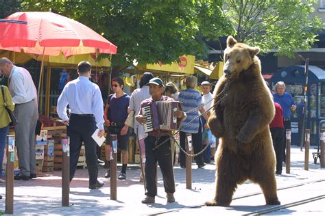 porno dancing bear|'dancing.